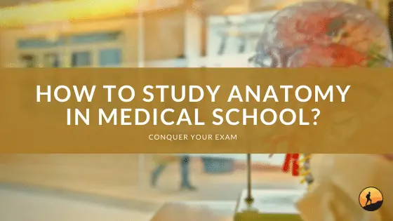 How to Study Anatomy in Medical School?